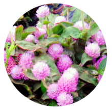 Top quality summer flower dwarf pink Gomphrena globosa amaranth seed
